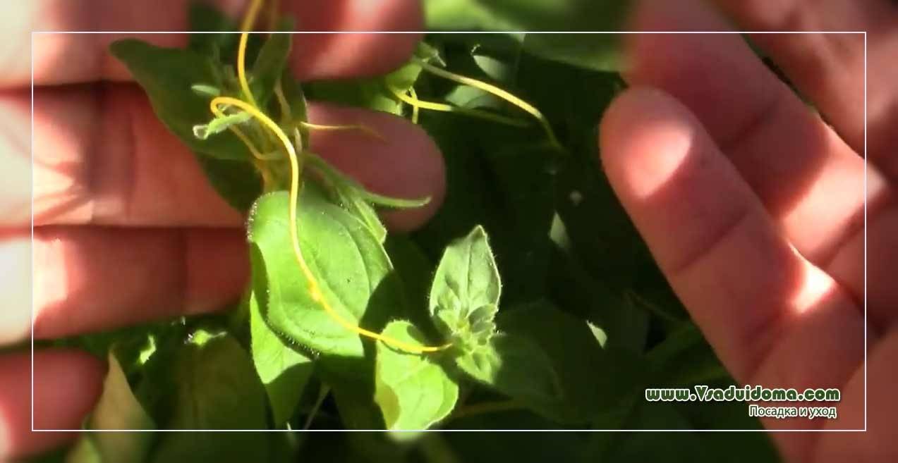 Борьба с американкой на садовом участке. трава американка: описание сорняка, свойства, как вывести