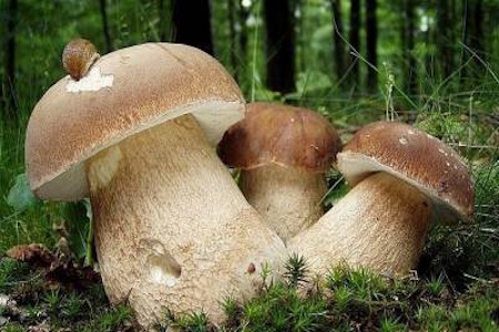 изображение фото: тройка белых фото: тройка белых