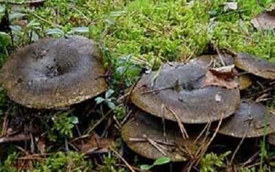 изображение фото: груздь черный фото: груздь черный