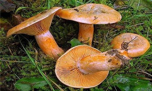 изображение фото: рыжики еловые фото: рыжики еловые