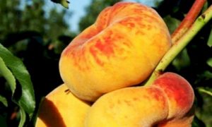 изображение фото: Инжирный персик Бельмондо фото: Инжирный персик Бельмондо