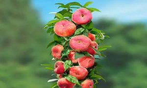 изображение фото: Персик инжирные колоновидный фото: Персик инжирные колоновидный