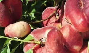 изображение фото: Сорт Никитский фото: Сорт Никитский