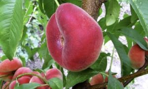 изображение фото: Персик инжирный Сатурн фото: Персик инжирный Сатурн