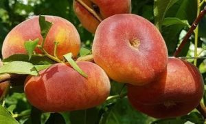изображение фото: Инжирный персик Свит Ринг фото: Инжирный персик Свит Ринг