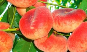 изображение фото: Персик инжирный Владимир фото: Персик инжирныйВладимир