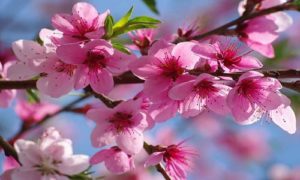 изображение фото: Цветение фото: Цветение