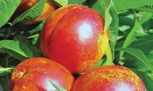 изображение фото: нектарин колоновидный Рубис фото: нектарин колоновидный Рубис