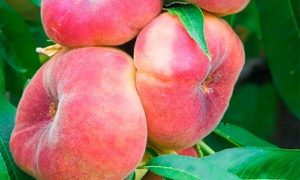 изображение фото: Инжирный фото: Инжирный