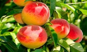 изображение фото: Медовый фото: Медовый