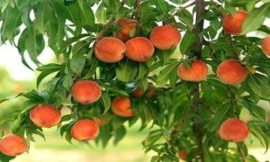 изображение фото: персик колоновидный Тотем садовода фото: Персик колоновидный Тотем садовода