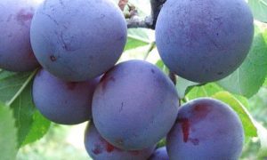 изображение фото: слива мирная фото: слива мирная