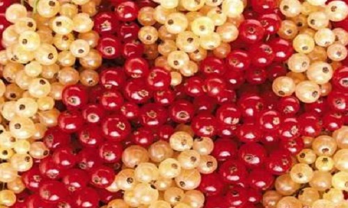 изображение фото: белая смородина фото: белая смородина