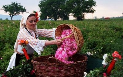 изображение фото: сборщица лепестков роз фото: сборщица лепестков роз