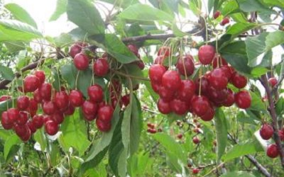 изображение фото: вишня гирлянда фото: вишня гирлянда