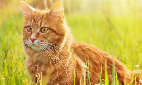 изображение фото: кошка на охоте фото: кошка на охоте