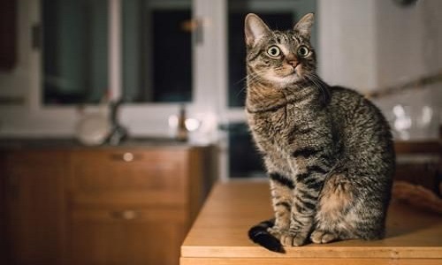 изображение фото: кошка очень любопытна фото: кошка очень любопытна