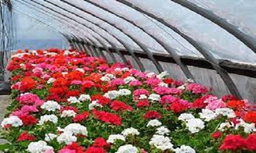 изображение фото: выращивание гвоздик фото: выращивание гвоздик