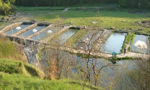 изображение фото: дачный бизнес - рыбное хозяйство фото: дачный бизнес - рыбное хозяйство