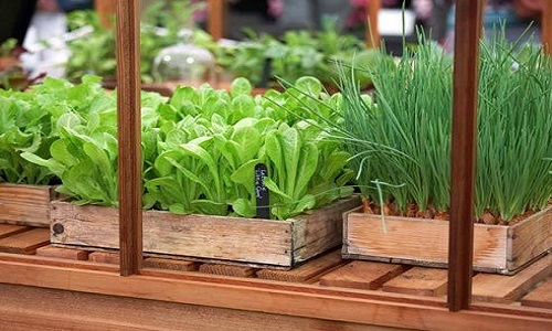 изображение фото: выращивание зелени фото: выращивание зелени