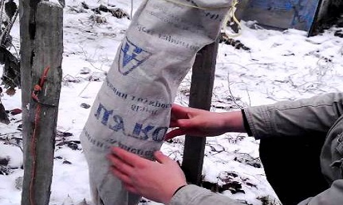 фото: как утеплить яблоню - полная защита колоновидной яблони зимой