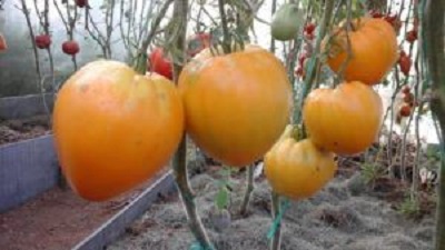 изображение фото: томаты золотые купола в закрытом грунте фото: томаты золотые купола в закрытом грунте
