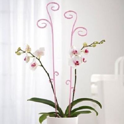 изображение фото: опора для орхидеи фото: опора для орхидеи