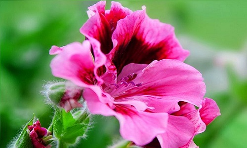 изображение фото: королевская пеларгония фото: королевская пеларгония