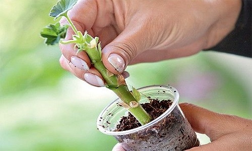 изображение фото: черенкование фото: черенкование