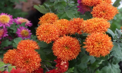 изображение фото: Хризантема «Янтарная Леди» фото: Хризантема «Янтарная Леди»