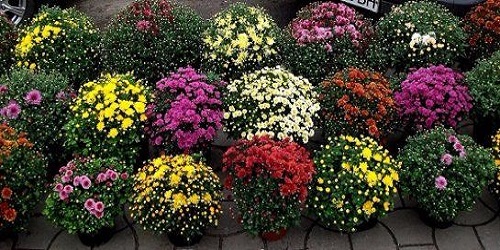 изображение фото: низкорослые хризантемы фото: низкорослые хризантемы