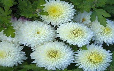 изображение фото: корейская белая хризантема фото: корейская белая хризантема