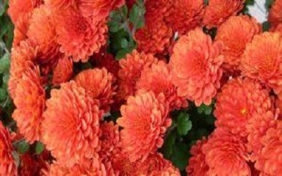 изображение фото: хризантема сорта Оранжевая фото: хризантема сорта Оранжевая