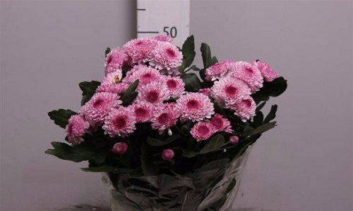 изображение фото: садовые хризантемы Лолипоп кустовые фото: садовые хризантемы Лолипоп кустовые