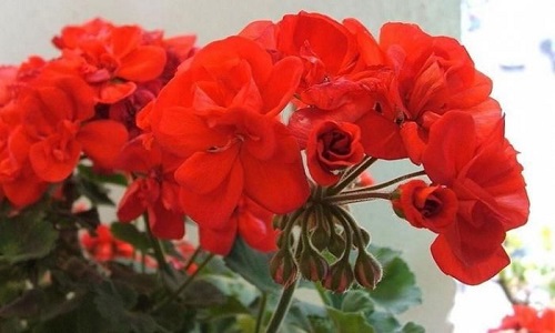 изображение фото: калачик красный фото: калачик красный