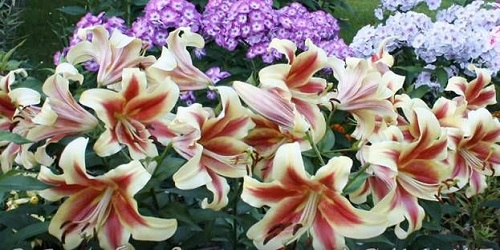 изображение фото: фото лилий на горке фото: фото лилий на горке
