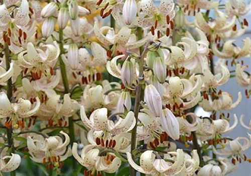 фото: лилия кудреватая Мартагон Albiflorum