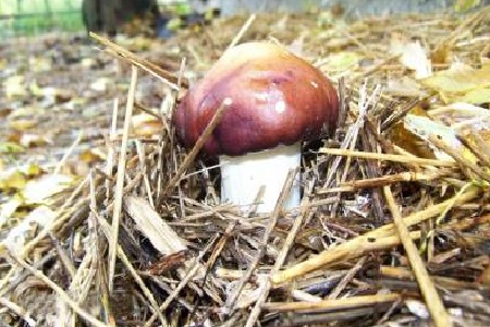 изображение фото: выращивание кольцевика на соломенной грядке фото: выращивание кольцевика на соломенной грядке