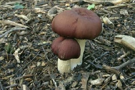 изображение фото: выращивание кольцевика на грядке из древесной щепы фото: выращивание кольцевика на грядке из древесной щепы