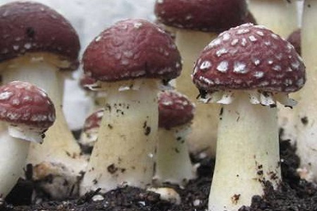изображение гриб кольцевик фото: гриб кольцевик